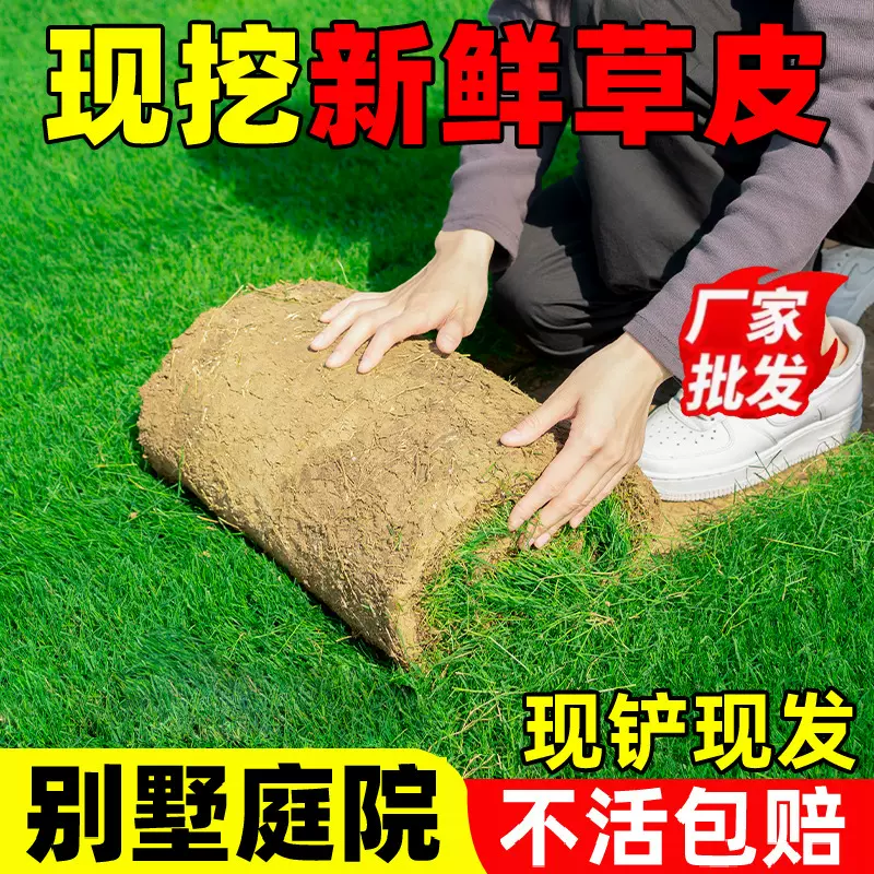 草坪带泥草卷别墅花园绿化四季青黑麦草马尼拉草皮真草带土果岭草