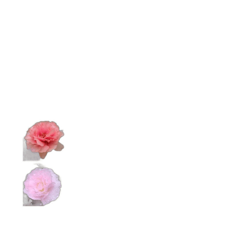 根とつぼみが付いた大きな花の八重ひまわりの鉢植え苗、四季咲きの植物、屋内外で育てやすい|undefined