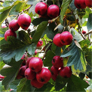 �������l�޽�ɽ高��糯�¼t���Ե�����ľͥԺ�^�p���tɽ���