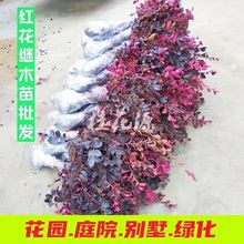 红花继木苗绿篱苗庭院别墅红继木树苗绿化苗工程苗色块篱笆苗