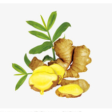 �������� Ginger oil �η����� �η�ֲ�ｪ���� ���l10ML����