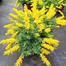 ȸSȸSfɷļL̨ͥԺͺֲ