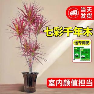 �߲��Fǧ��ľ�Gֲ���Կ͏d�҃�ֲ������Rβ�F��Ѫ����ٺ����辰