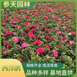 �Ĵ��ؑc�F�������N30�߶������N40�߶������N50�߶������N60�߶�