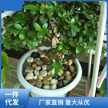 ��ȻСʯ�^ʯ���껨ʯԭʯͥԺ�~�׻����쾰���ʯ�󰲽�