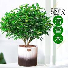 �����������ľ���Ի����҃�����òݾGֲ�����Ϙ��辰������Gֲ