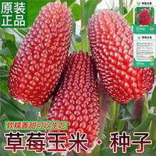 水果玉米种子草莓玉米种子可生吃甜糯高产四季播种蔬菜水果种子籽