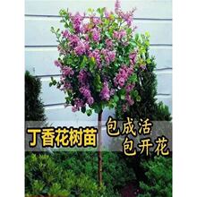 ���㻨�����ͺ��͟�ͥԺ�ļ��_������ֲ�ﻨ���繤�̾G����ľ����