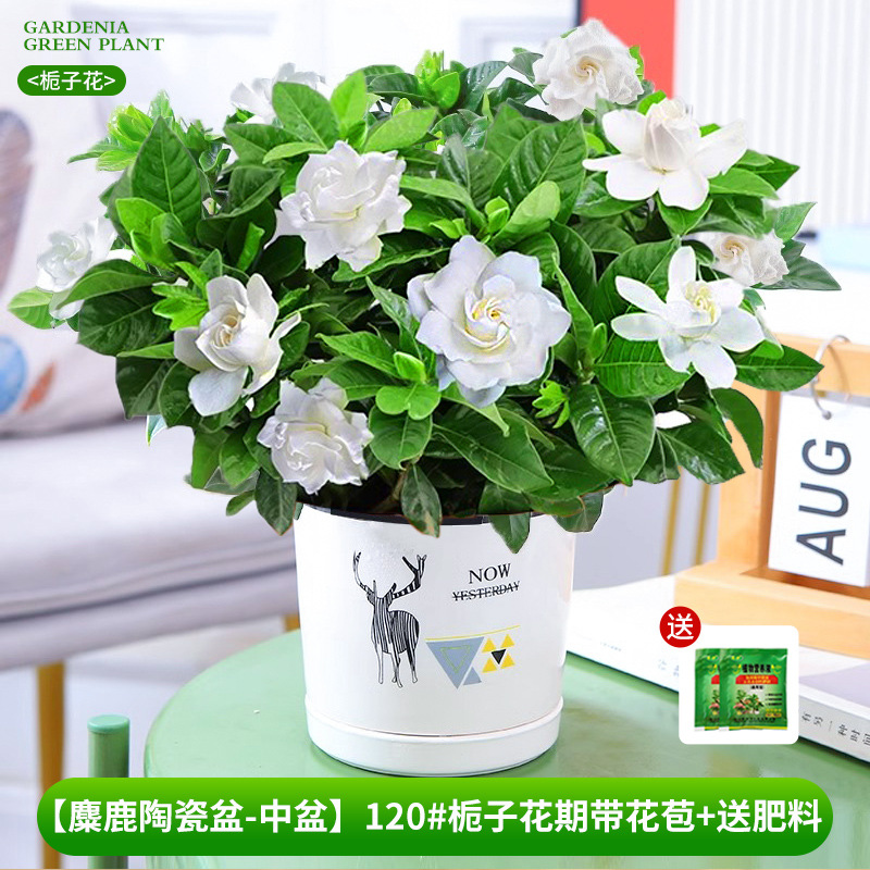 [Bacia de cerâmica Elk-bacia média] 120 # Período de floração da gardênia com botões + fertilizante grátis