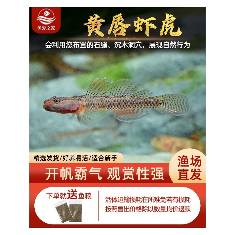Native Fish: Yellow-Lipped Goby, White-Faced Goby, Brown-Lipped Goby, Li's Freshwater Goby, Live Freshwater Fish, New Red-Lipped Goby, Ornamental Live Fish Native Fish: Yellow-Lipped Goby, White-Faced Goby, Brown-Lipped Goby, Li's Freshwater Goby, Live Freshwater Fish, New Red-Lipped Goby, Ornamental Live Fish