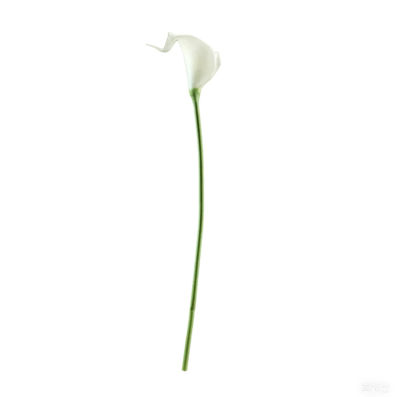 흰 칼라 릴리