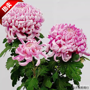 �������ջ����Ծջ�����¾�ǧ�^���ļ�����ļ��_���҃Ȼ���ֲ��