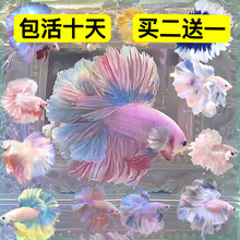 ̩�����~�^�p�~����~�Ꭷ���B�ͻ��wС���~�׵�ˮ������