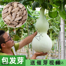 JNӾͺJѷNԴȫˌΛρСJN