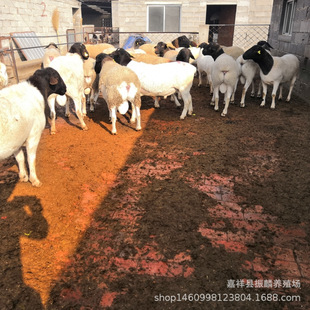 �Ų��d�� ���N�Ų��d�� �Ų��d��r��͑���ĸ�� ����