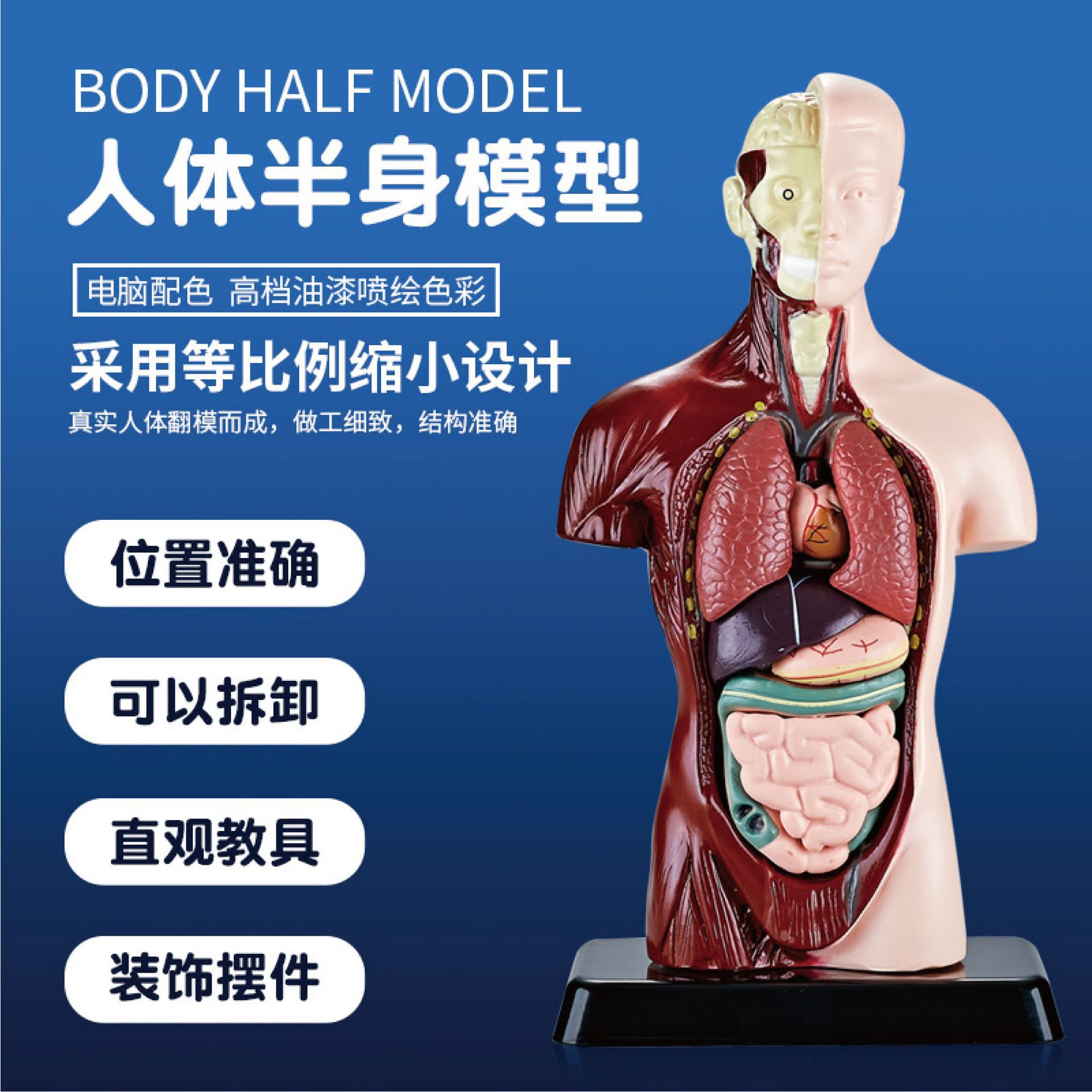 早教人体器官骨格模型セット科教小中学生diy組立児童知育玩具卸売り