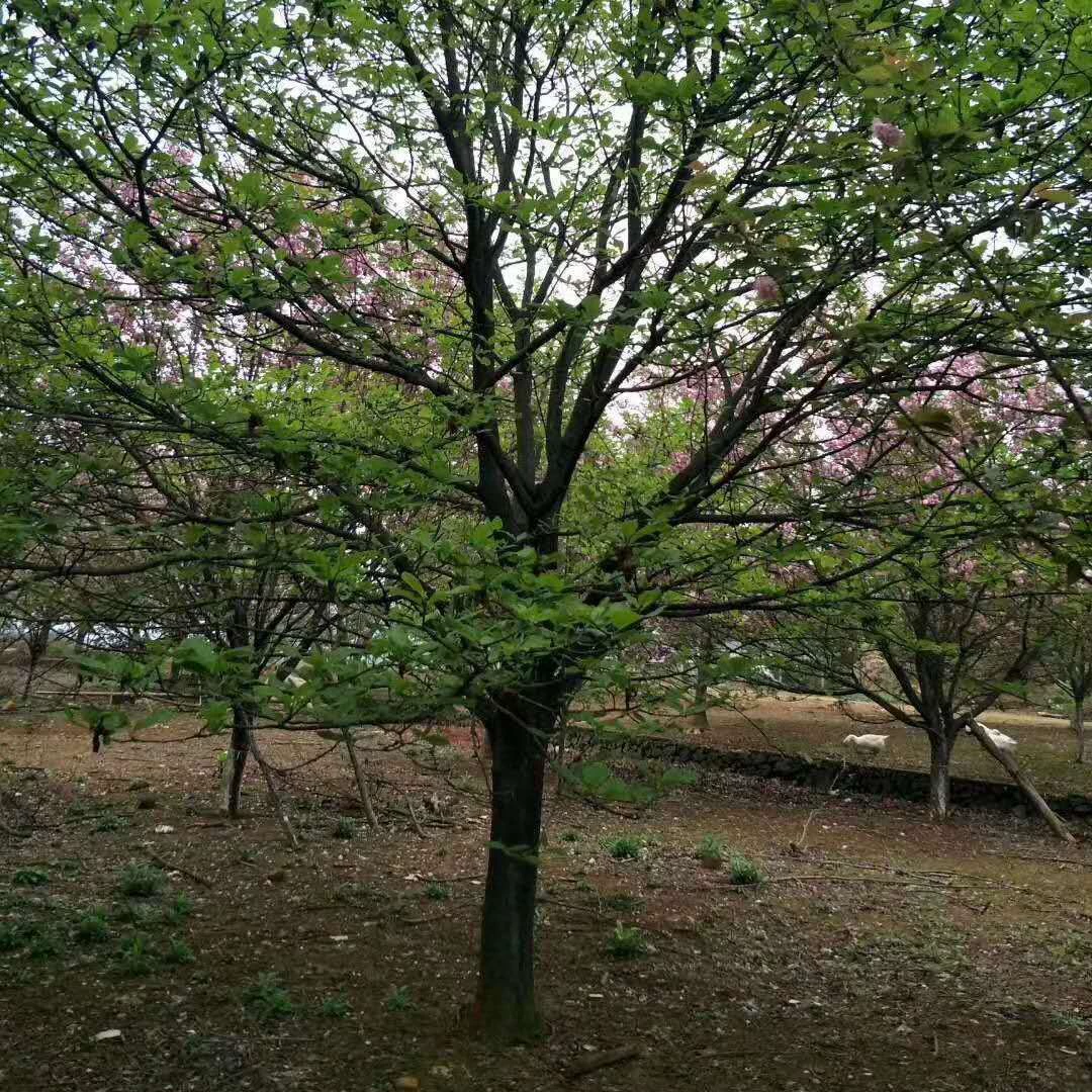 Продажа Магнолия Сычуань 5cm Магнолия Сычуань 3cm Магнолия 12см Магнолия Сычуань Саженцы красной магнолии