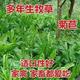 Imported Large-Leaf Chicory Seeds, Large-Leaf Chicory Perennial Four-Season Pasture Seeds, Pig, Cattle, Sheep, Chicken, Duck, Goose, Fish Grass Seeds
