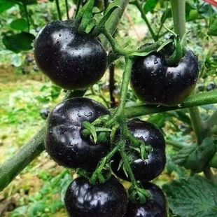 ��ڷ��ѷN���Ϻ����t���N����ͥԺ�̨������ɫˮ���߲˷N�Ӵ�ȫ