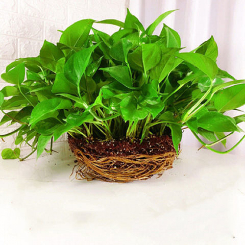 대형 포토스 130개 [화분 없음]