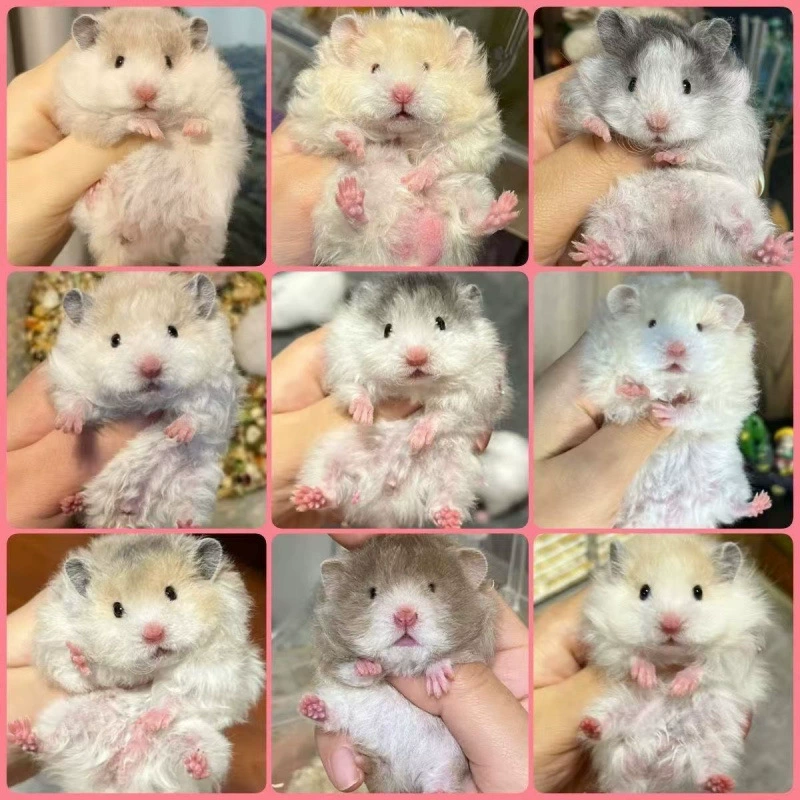 Набор Poligolden Bear в слепой упаковке! Все товары в комплекте! Включает дополнительные продукты, сюрприз в слепой упаковке для исполнения желаний.