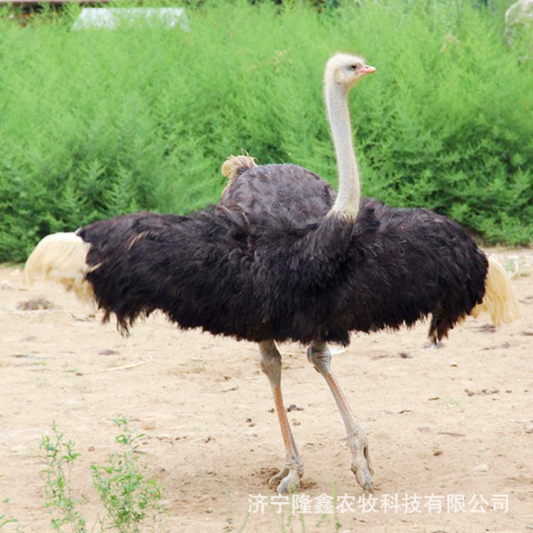 Ornamental adult African ostriches Australian emus in stock wholesale ostrich eggs ostrich meat ostrich farm