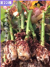 月季花苗蔷薇爬藤四季浓香扦插小苗玫瑰藤本月季庭院盆栽浓香大花