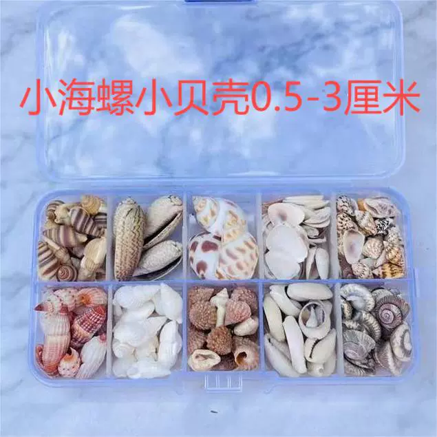 Organic aquarium with shells, aquarium decor, sample handmade
