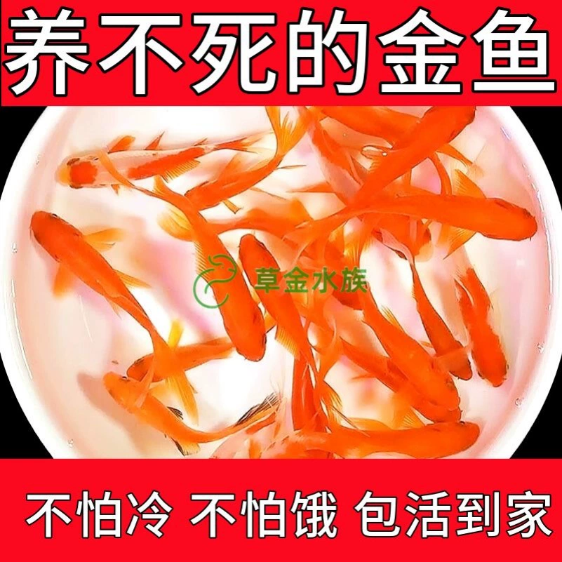 [Рыба] Золотая рыбка, которая не умирает, декоративные рыбы, оптовая продажа маленьких золотых рыбок, долговечные и простые в выращивании, живая рыба в холодной воде