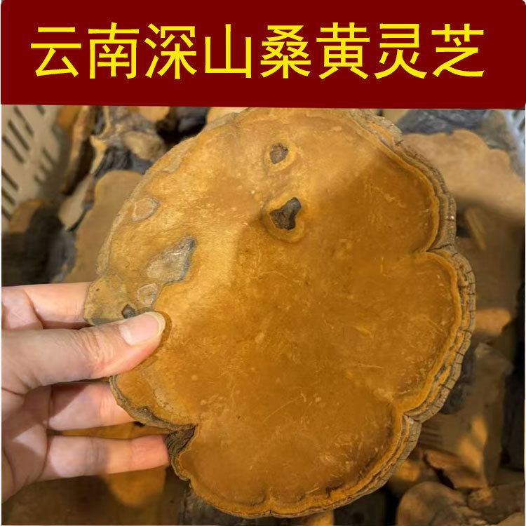 中药材桑黄灵芝云南灵芝深山生长可切灵芝片泡酒灵芝桑黄林芝