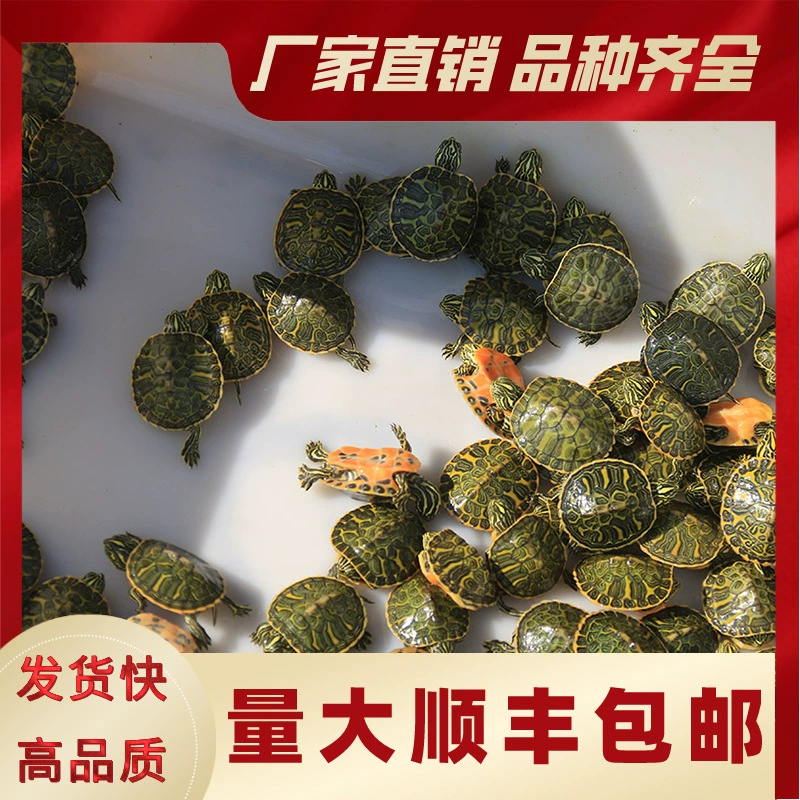 Вегетарианская черепаховая сеть красная черепаха с маленькими крыльями огненная черепаха с широким рисунком огненная черепаха с холодной водой
