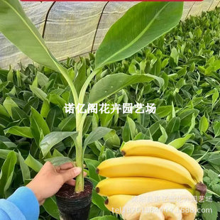 �㽶�����Ϸ������Ž��۽�С�׽��V�|�㽶�簫�������ͺ��������