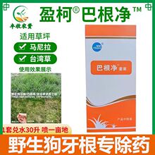 野生狗牙根除草剂巴根草杂草除草药台湾草马尼拉草坪专用除草剂
