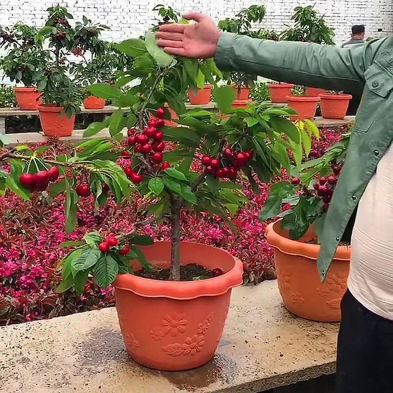 车厘子专用土樱桃树专用营养土盆栽土养花种花土通用种植土壤肥料