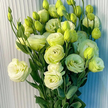 洋桔梗插花鲜花云南直发直批昆明花束基地水养家用洋吉梗花厂家