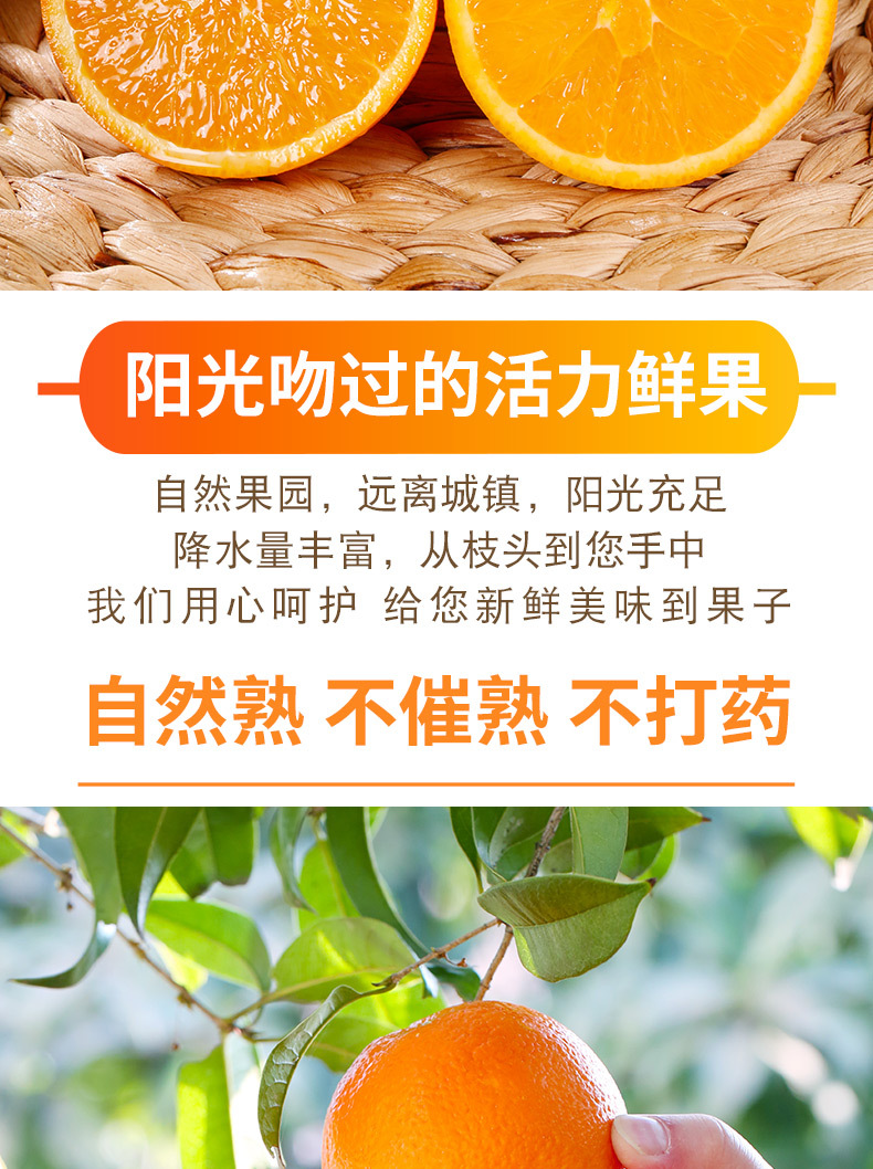 伦晚脐橙20223_08