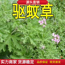 香草种孑 驱蚊草种子 花种子  庭院阳台盆栽花卉草种子驱蚊草种子