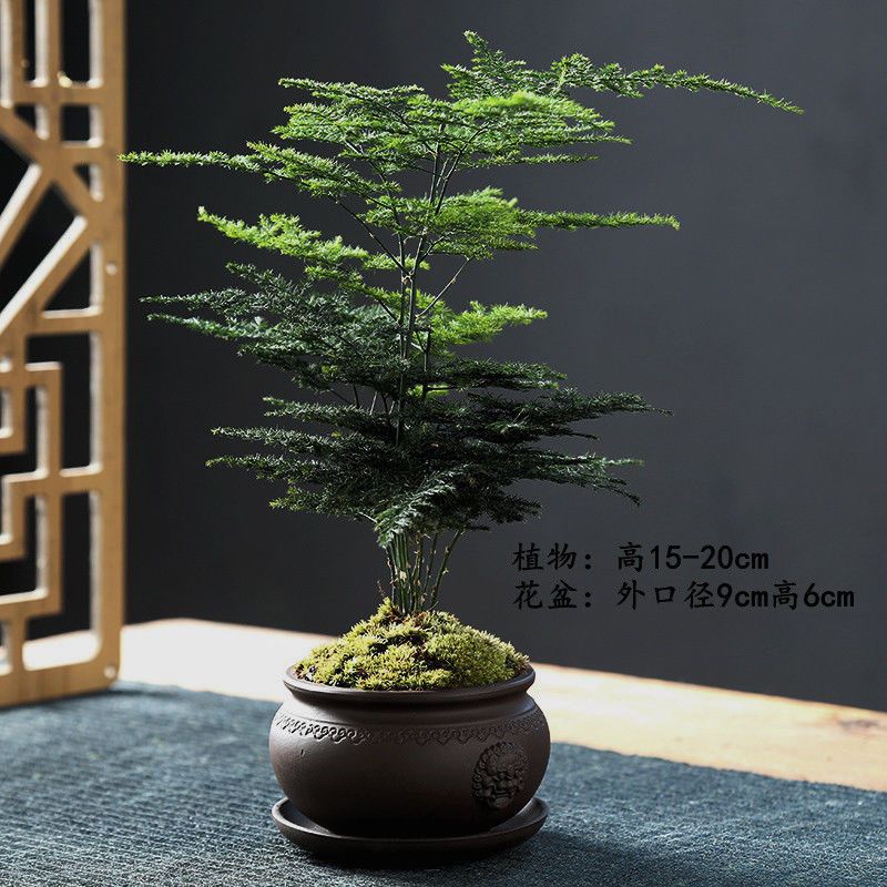 복지 임펄스 야수 헤드 분지 + 아스파라거스 + 퍼플 샌드 트레이