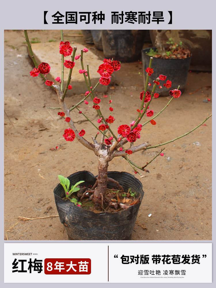 [향기홍매화] 8년근 모종 + 특수비료 (개화기에는 꽃이 피고, 재발생하지 않음)