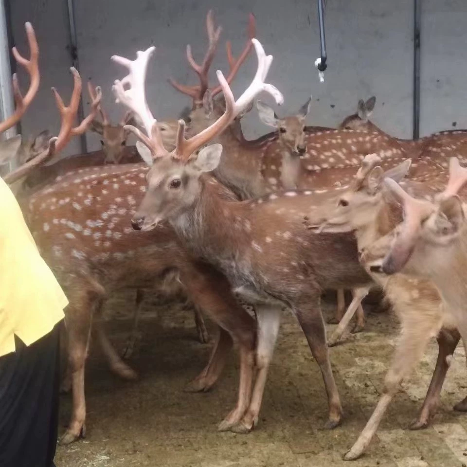 Живые саженцы пятнистых оленей