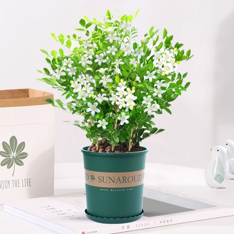 고품질 Jiulixiang 약 40cm(갤런 포트) + 영양 용액