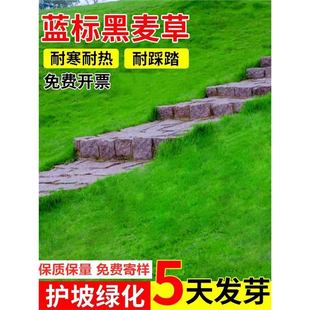 Perennial Imported Blue Label Rye Lawn Grass Seeds, Evergreen and Cold-Resistant Courtyard Turf Seeds, Slope Protection and Greening Grass for All Seasons
