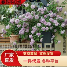 一件代发天狼月季0.8升盆蓝色阴雨龙沙宝石植物盆栽玫瑰庭院绿植