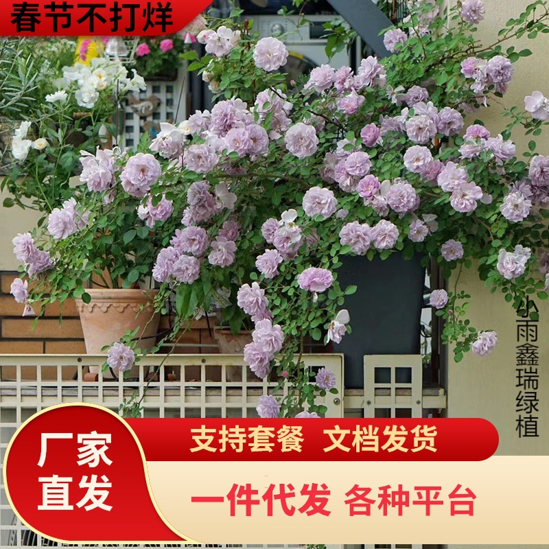 一件代发天狼月季0.8升盆蓝色阴雨龙沙宝石植物盆栽玫瑰庭院绿植