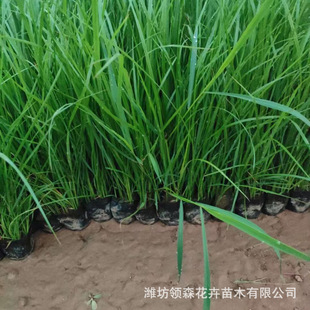 Purple Spike Pennisetum Courtyard Ornamental Flowers and Plants Wholesale Qingzhou Supply High-Quality Purple Spike Pennisetum Large Quantity Discount