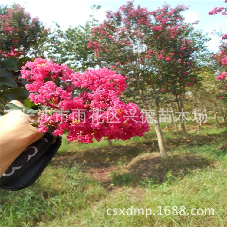 Оптовая продажа саженцев морщинки 3-5-8- 10-12cm Нативный красный цветок морщинки Кустарниковый проект по зеленению морщинки