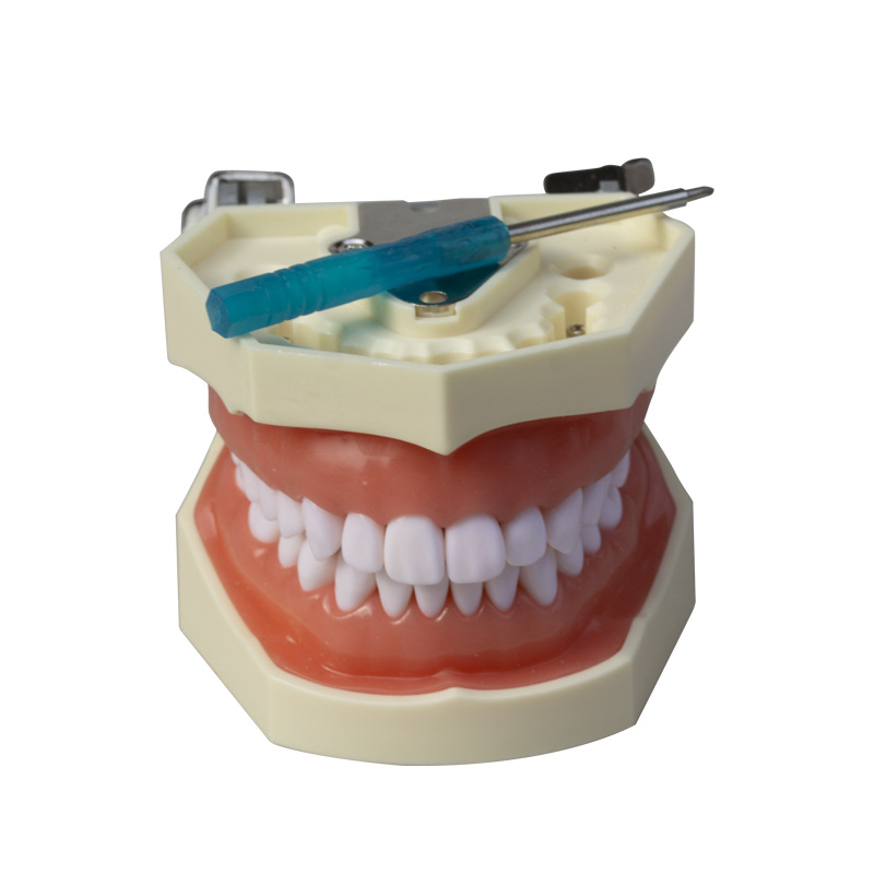 Modelo dental removible de 28 dientes para enseñanza oral, dentadura postiza para práctica oral, examen, preparación de dientes de resina, material didáctico image 4