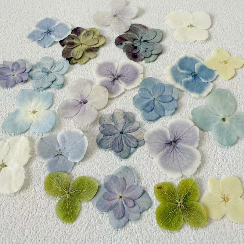 Double Hydrangea Dried Flower Embossed Flower Nail Beauty Makeup Material Natural Real Flower Plant Specimen Gel Dropping Handmade Material