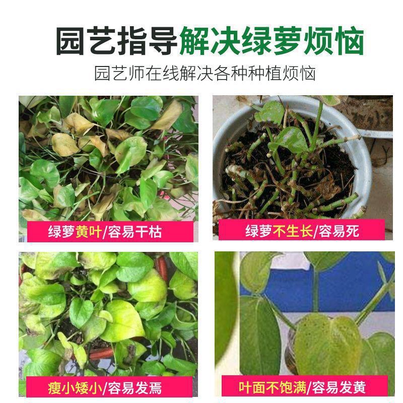 緑羅専用肥料花肥有機肥料開花根徐放顆粒肥花卉緑植物栄養肥料|undefined