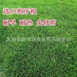 Dog Tooth Grass Seeds, Bagan Grass Seeds, Four-Season Greening Slope Protection, Rye Grass Seeds, Perennial Trampling-Resistant Lawn Seeds